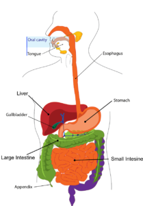 El tubo digestivo es una vía con una entrada, una salida y múltiples estaciones con funciones diferenciadas.